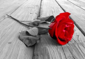 red rose on wood floow - black and white