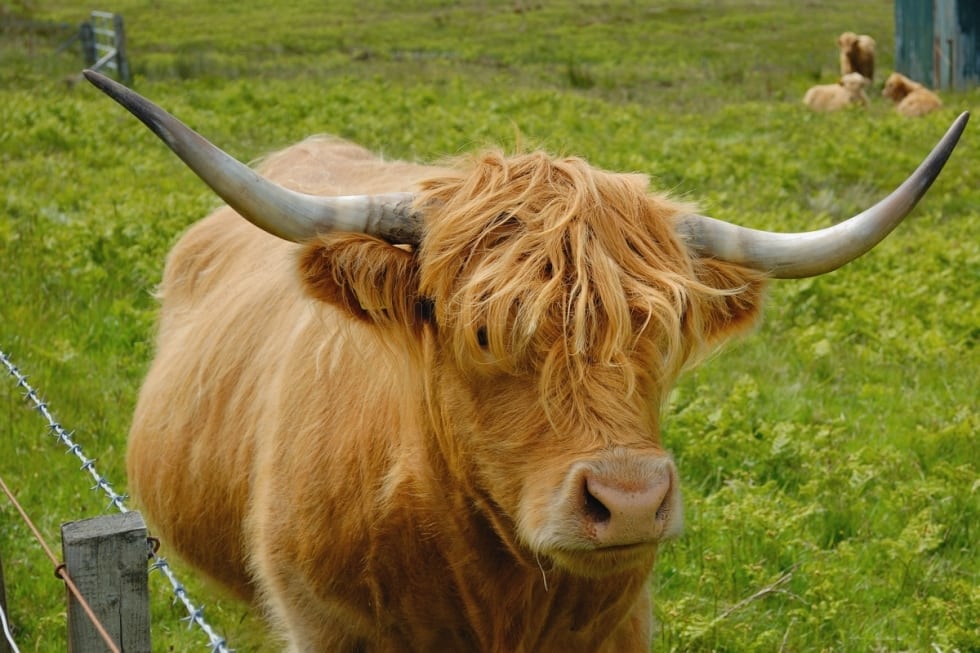 highland-cows-vacas-escocesas_459961