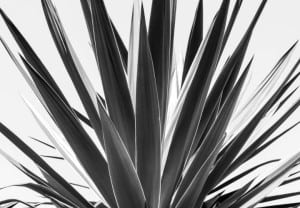 close up of an agave, black and white version