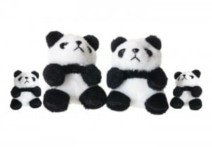 Panda Soft Toys on White Background