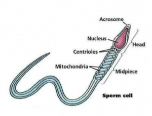 partes del espermatopzoide