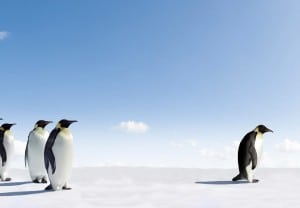 Emperor Penguin rejected by other Penguins