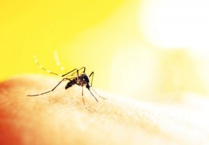 Mosquito-Zika-Virus