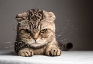 funny evil gray striped cat on the table