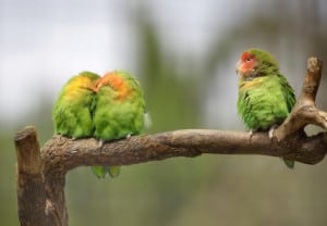 Three lovebirds on a branch