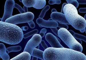 Realistic rendering of bacteria - in red colors