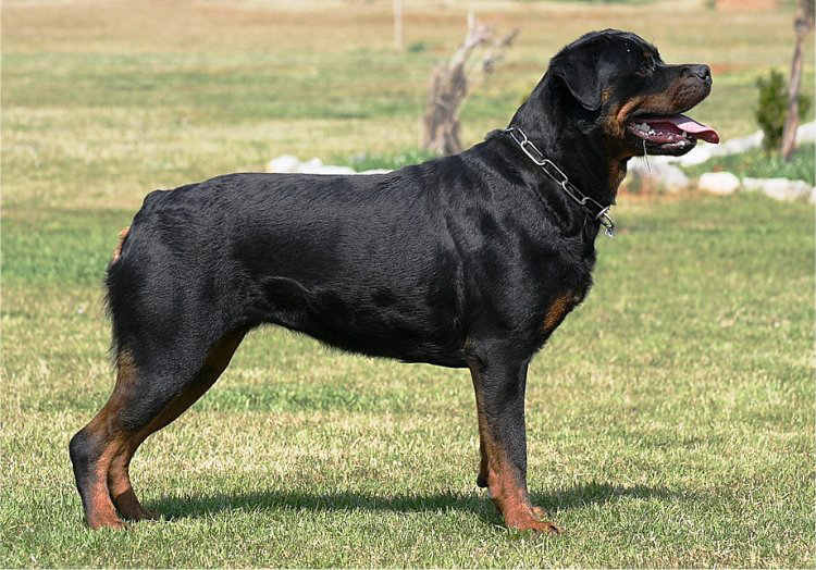 PERROS_Rotweiler