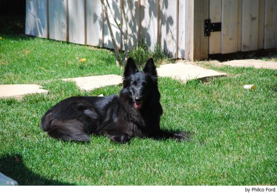 PERROS_pastorbelga (1)