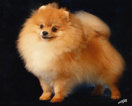 PERROS_pomerania