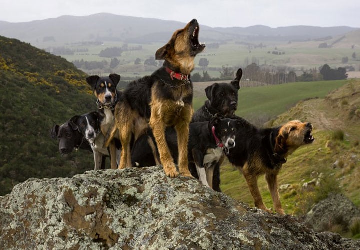 los_perros_tambien_trabajan5_5