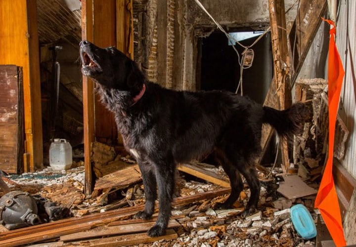 los_perros_tambien_trabajan_2