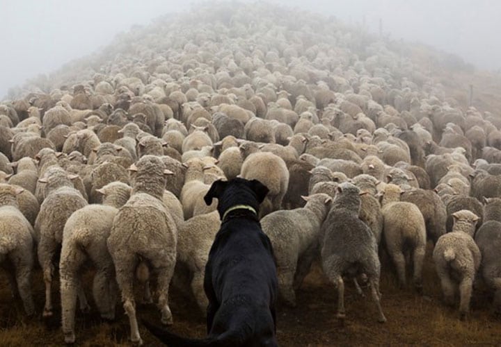 los_perros_tambien_trabajan_7