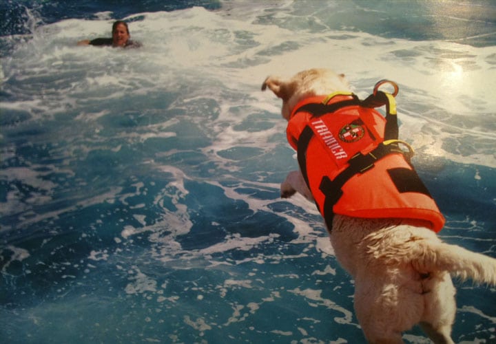 los_perros_tambien_trabajan_9