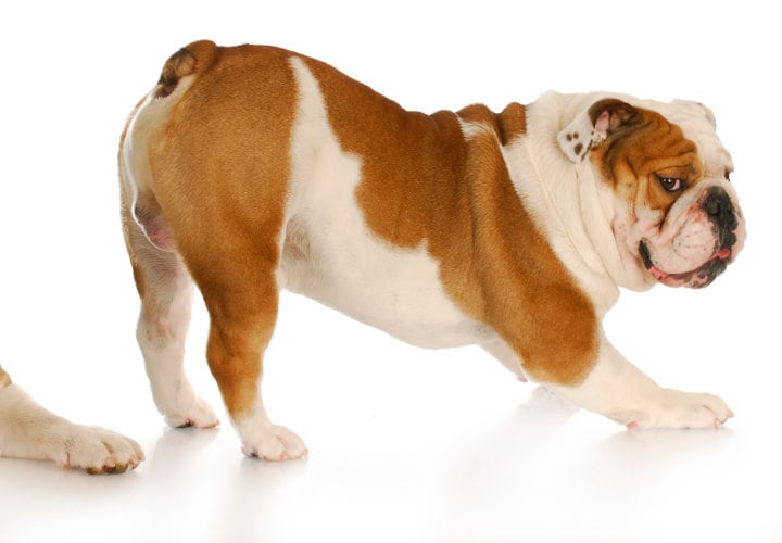 iStock_000015528247_Large