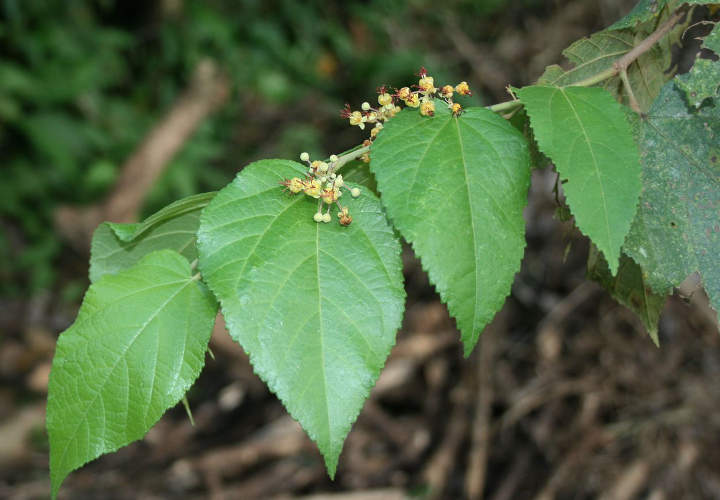guacima