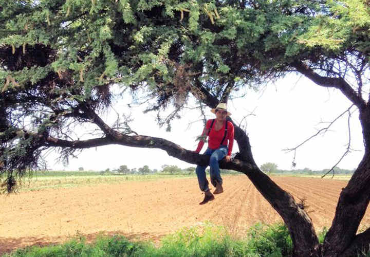 votadera-y-trepadera