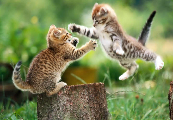se ve unos gatos peleando