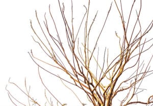 El-arbol-que-dio-de-mas