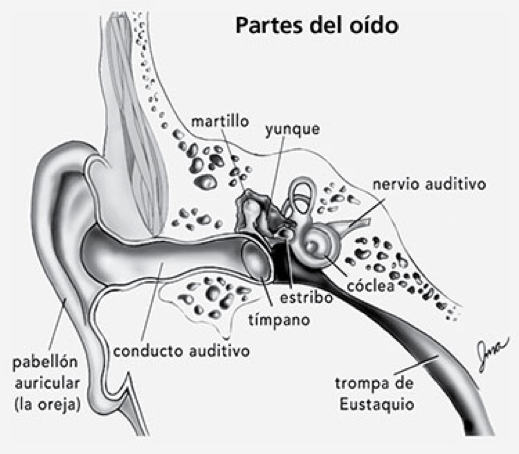 oido