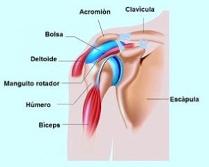 hombro
