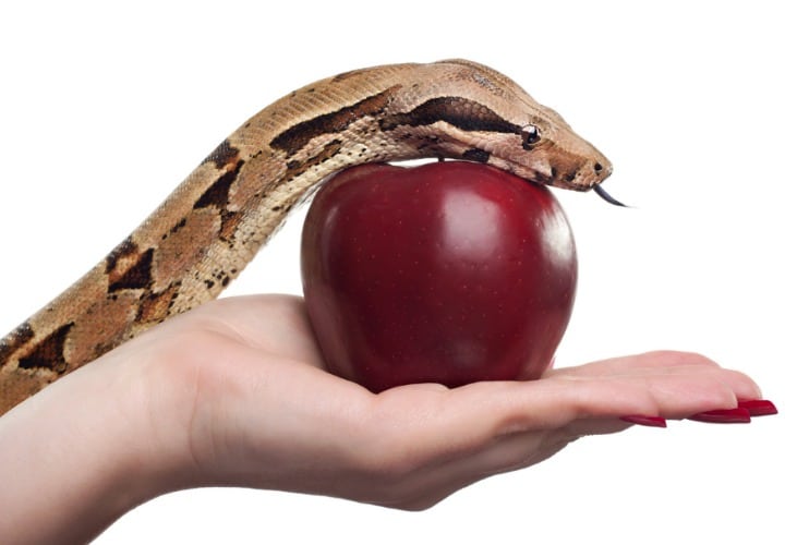 SS_manzana