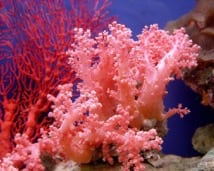 ANIMALES MARINOS CORAL MOLUSCOS