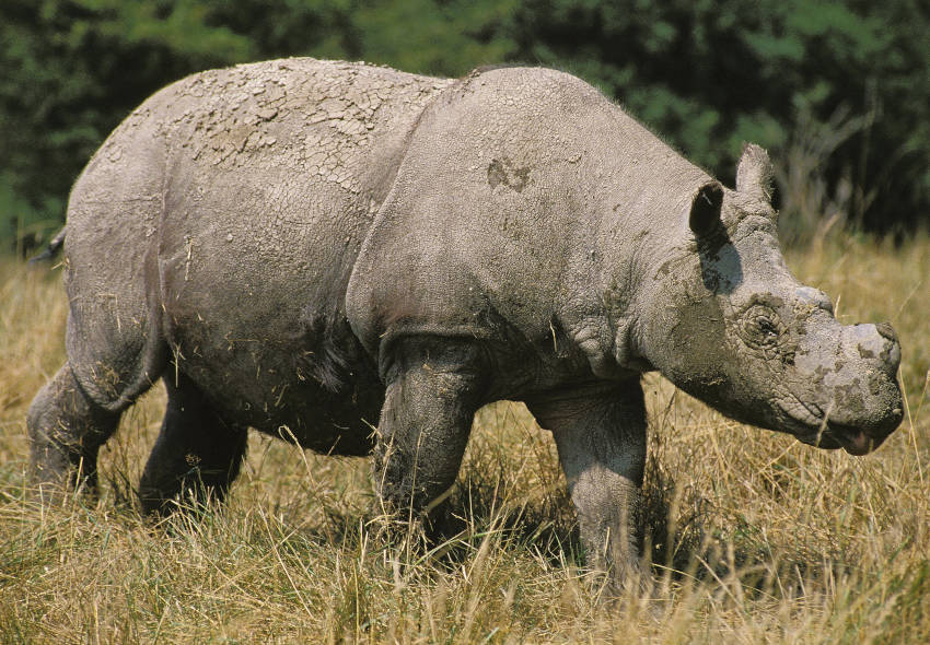 ángulo Creyente metano 5 animales que jamás volveremos a ver y cómo nos afecta su extinción -  Martha Debayle