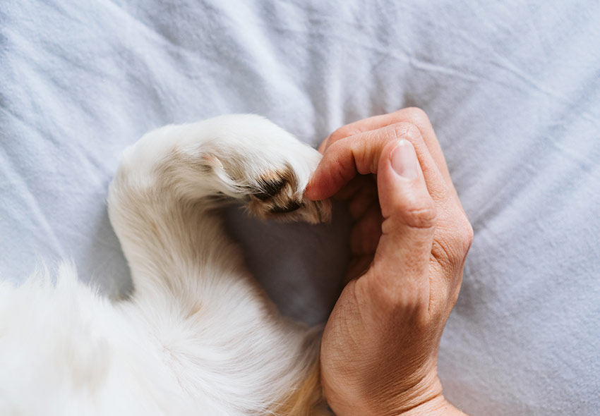 Qué tan fácil es alimentar a tu perrito con WOLFOOD? ¡Súper fácil! Mira  nuestro paso a paso en el post. 🍖 ¡Si tienes preguntas no dudes…