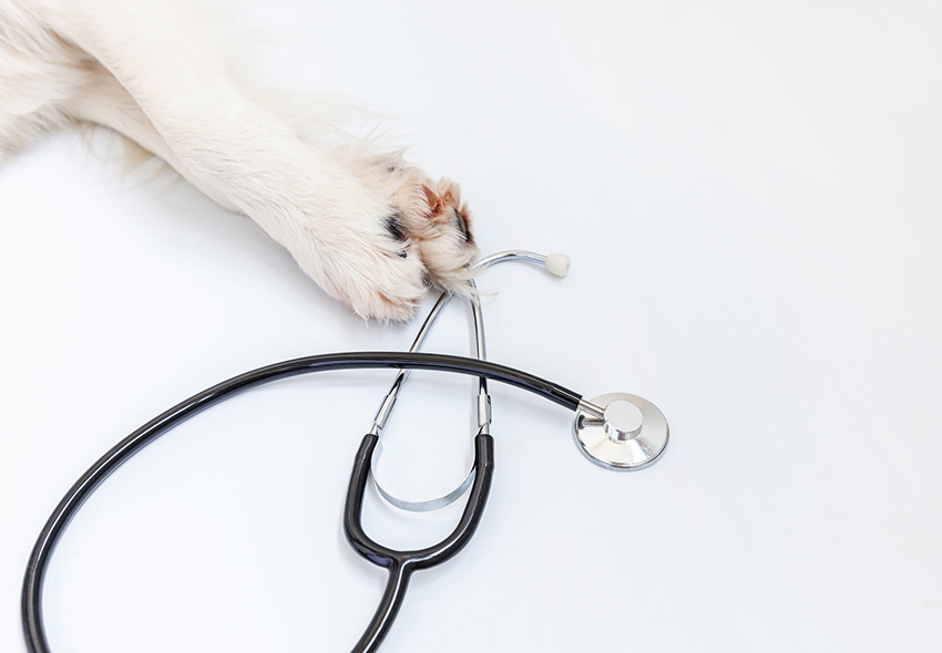 urgencias veterinarias más comunes