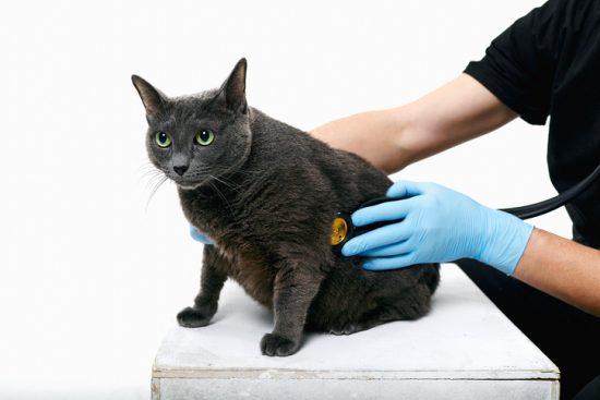 virus de leucemia felina cancer de gato