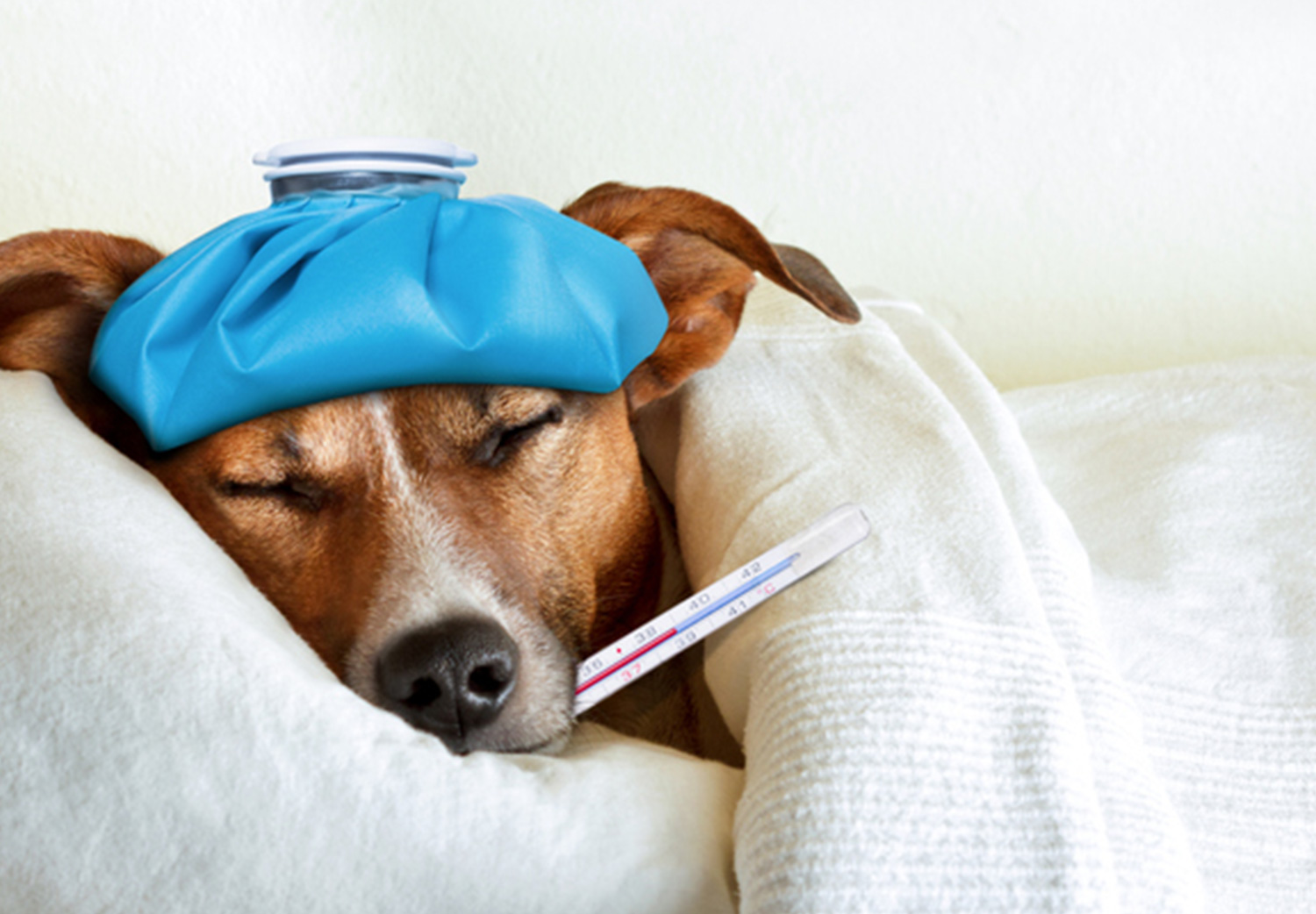 gripe en perros influenza en perros