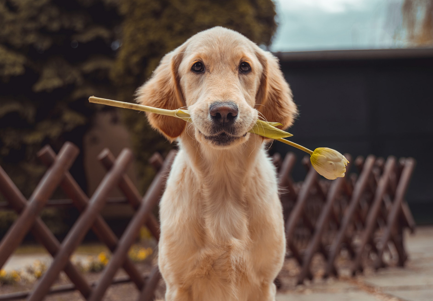 venenos caseros cómo proteger a tus perros de venenos caseros