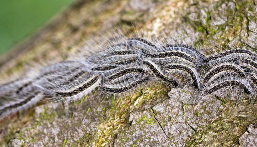 Las orugas de la polilla procesionaria