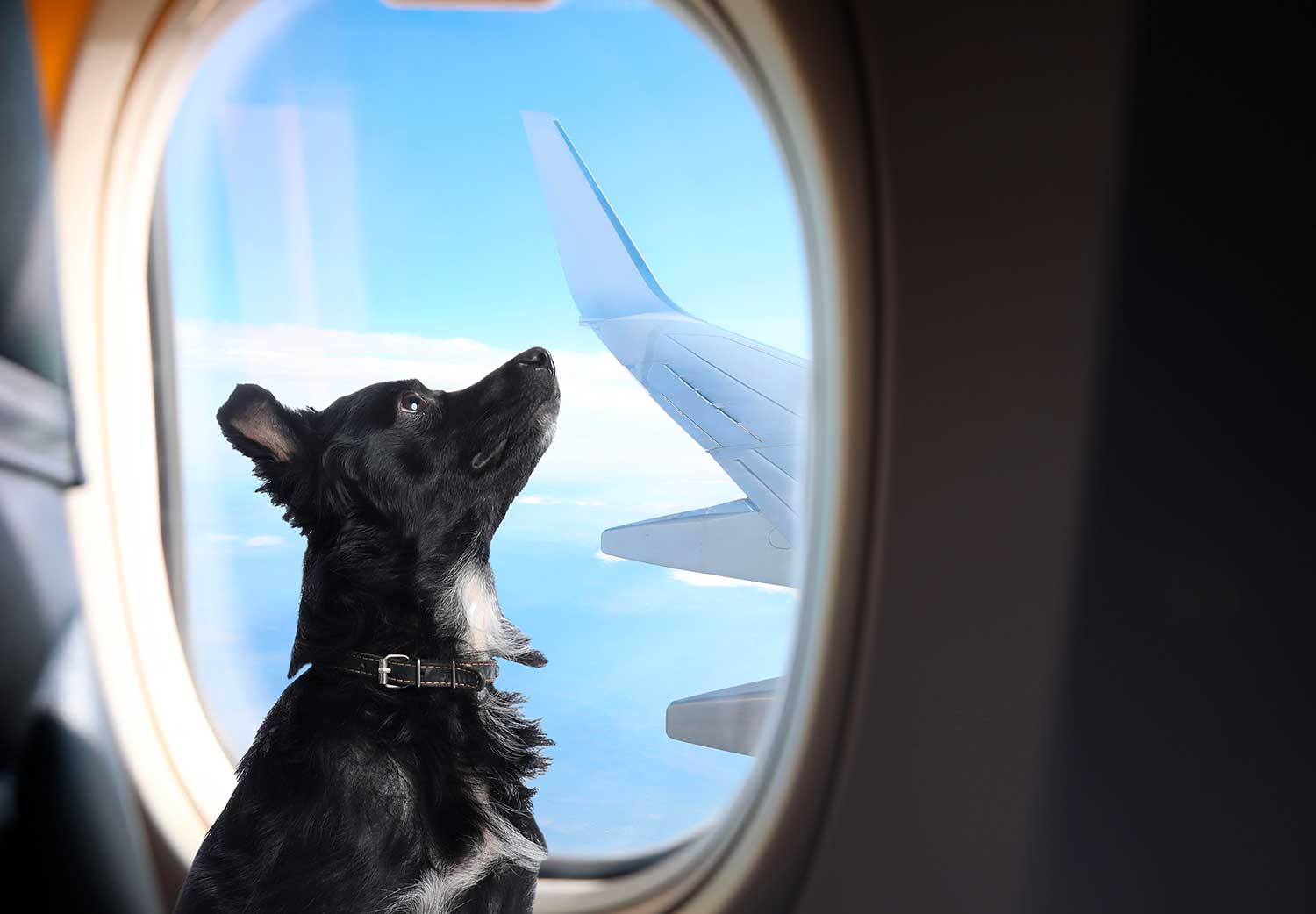 7-cosas-que-debes-de-saber-para-viajar-en-avión-con-tu-mascota