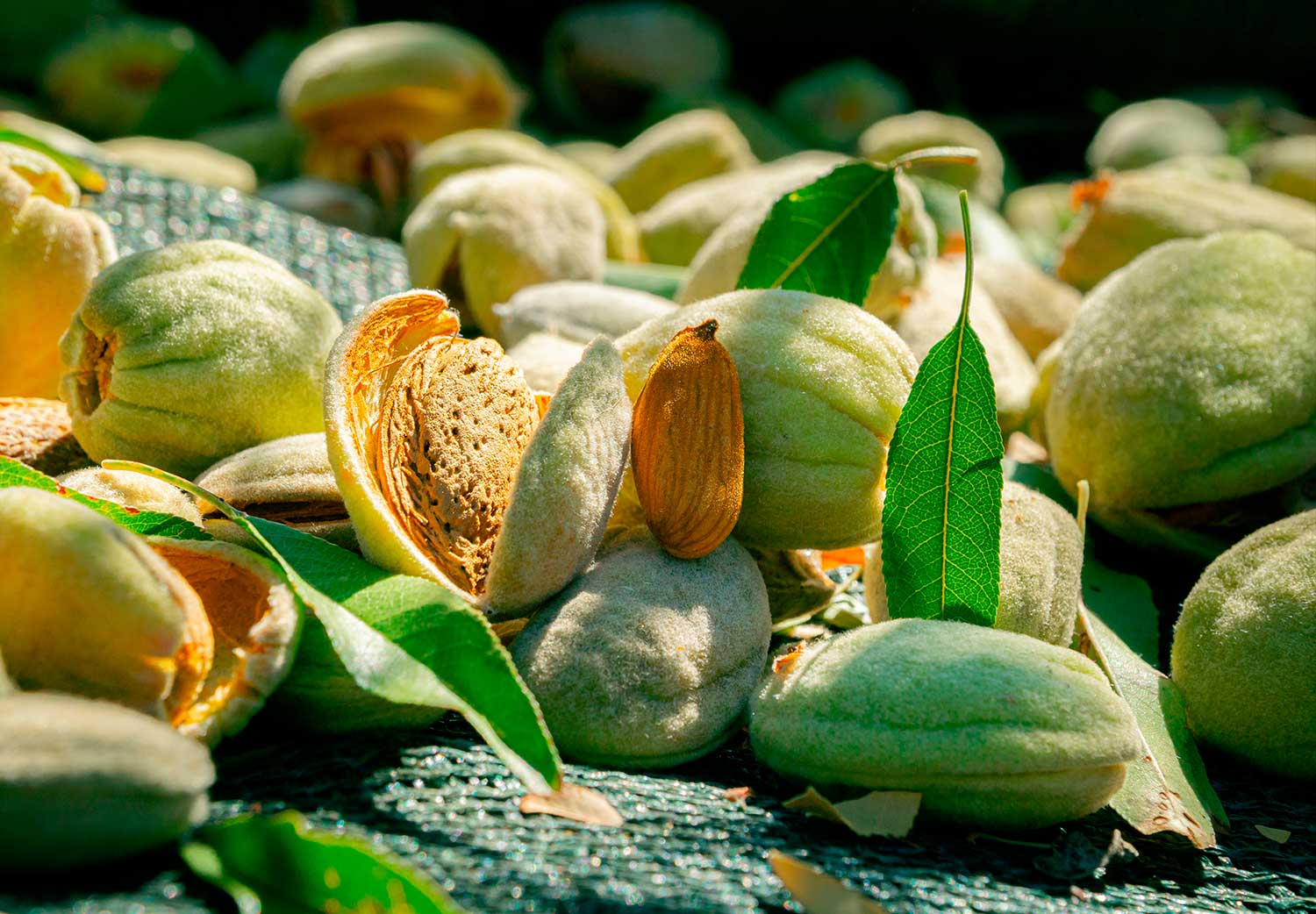 almendra-la-semilla-que-ayuda-a-evitar-ataque-cardiovascular