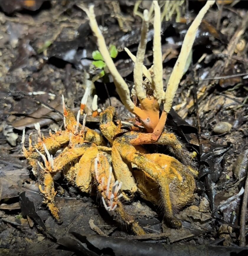 cordyceps-que-es-the-last-of-us tarantula