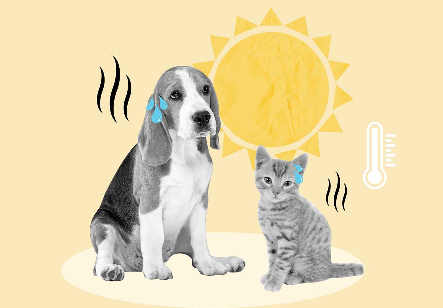 como-cuidar-a-tus-mascotas-del-calor