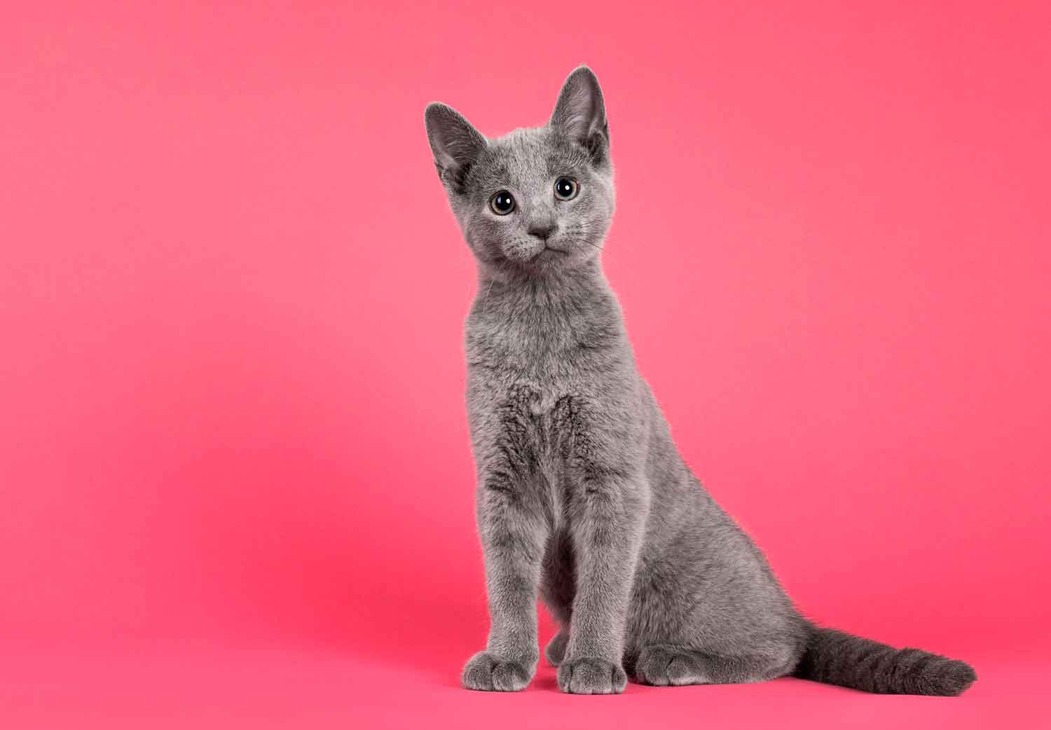 psicologia-de-los-gatos