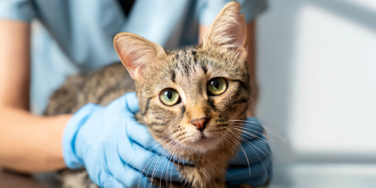 Enfermedad renal cronica gatos