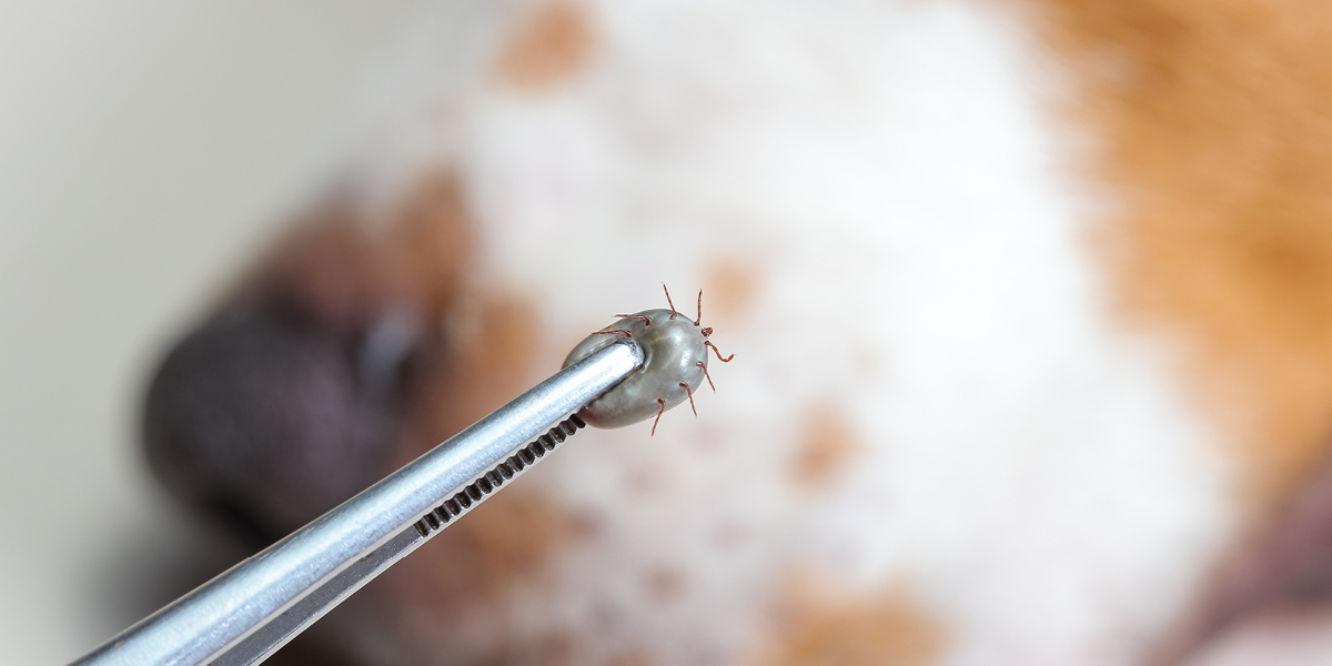 nexgard Rickettsiosis