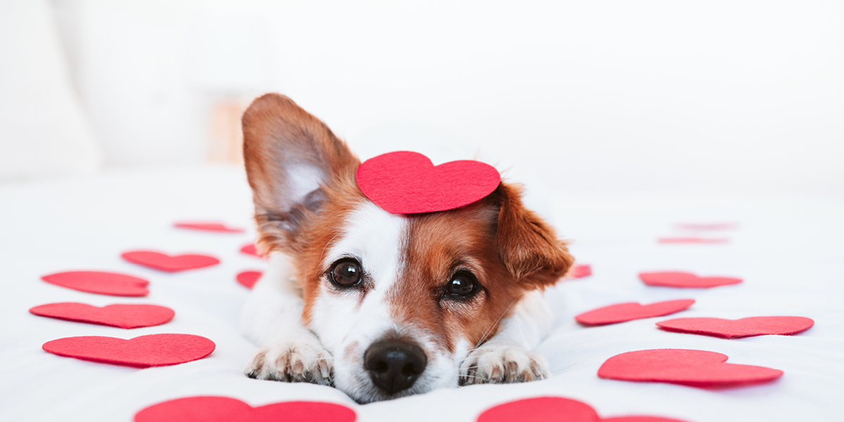 problema cardiaco en perros