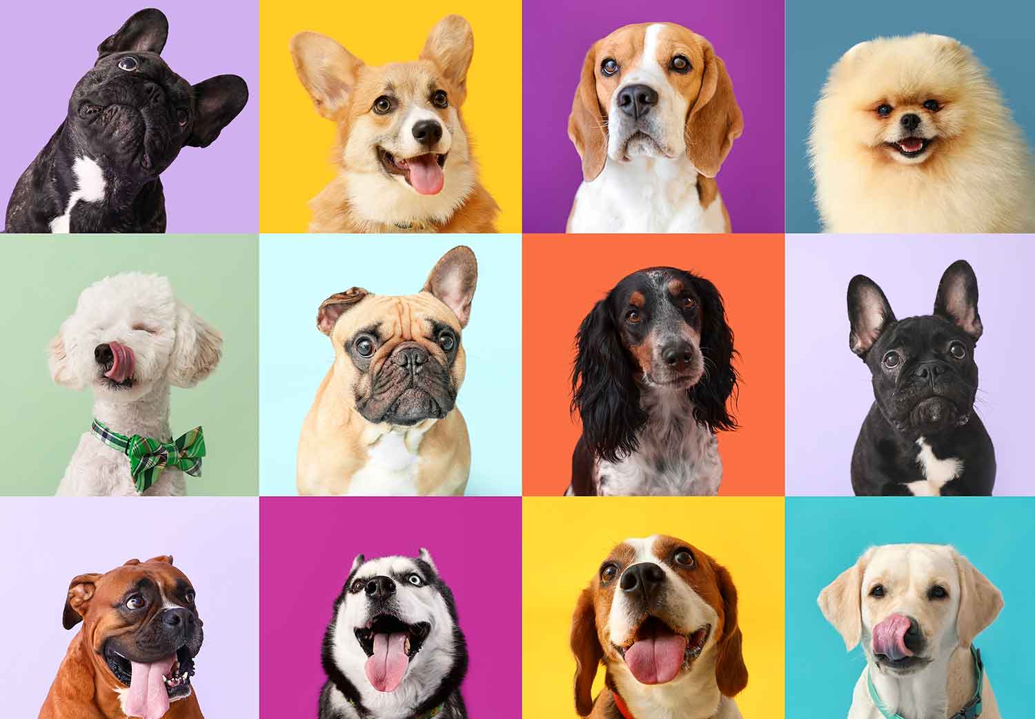 por-que-los-perros-se-parecen-a-sus-dueños