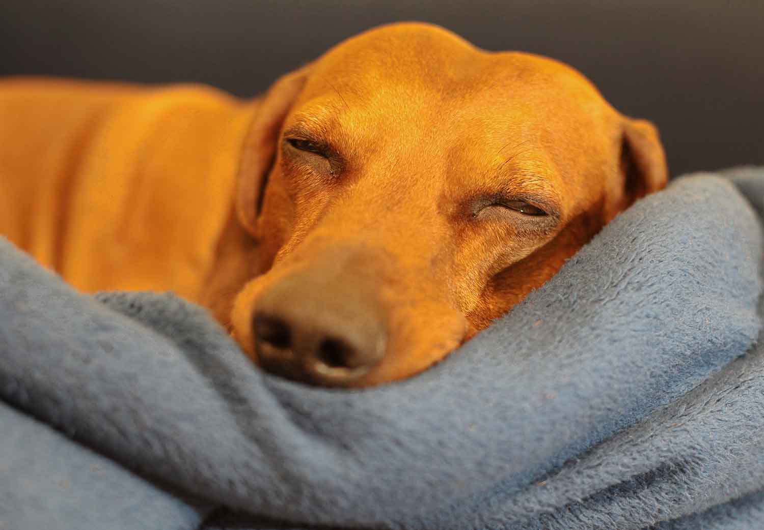 duelo-por-una-mascota-bye-bye-pet