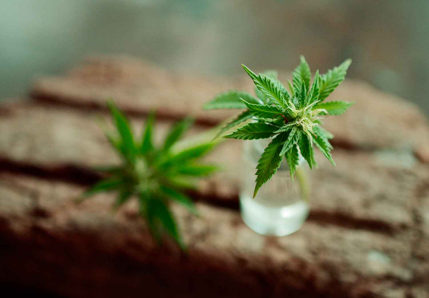 cannabis-y-la-memoria