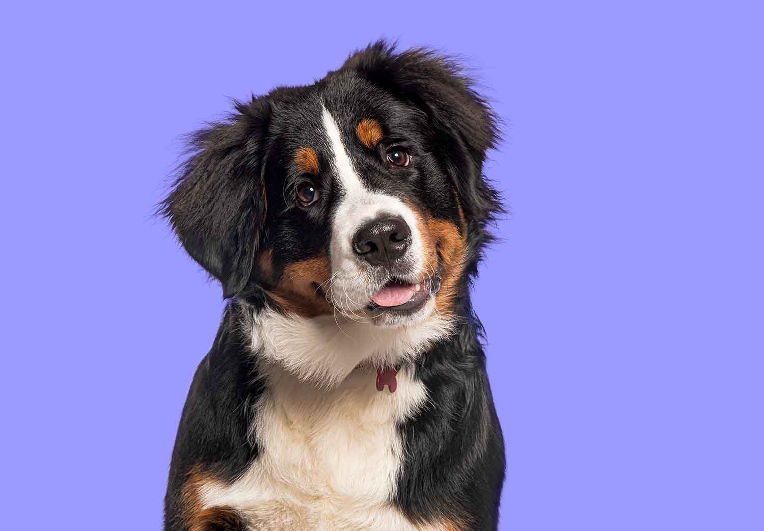 pet-fest-2026